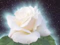 La Rose La Rose