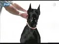 collar-antipulgas.html
