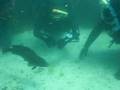 Scuba Diving in the Patagonia