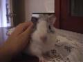 videos de Cotton is the cutest guinea pig ever
