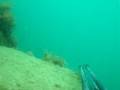 spearfishing large bass portland harbour breakwater uk 3.2kg/7lbs