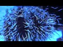 Tripneustes gratilla - Pfaffenhut-Seeigel