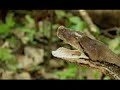 Las Víboras Mas Grandes Del Mundo - Impresionante