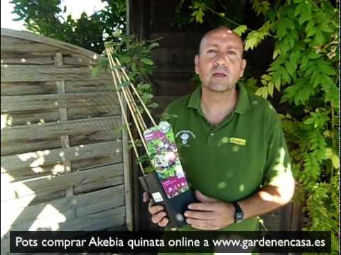 how to grow akebia quinata