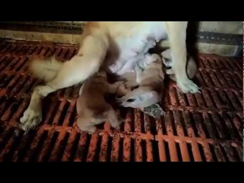 Shiba Inu puppies at Tiến Vinh kennel 