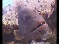 Brief Reef