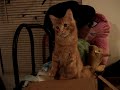 Head Banging Kitty