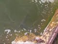 Muskies in Lake Wingra Spillway Muskies in Lake Wingra Spillway