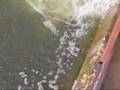 Muskies in Lake Wingra Spillway