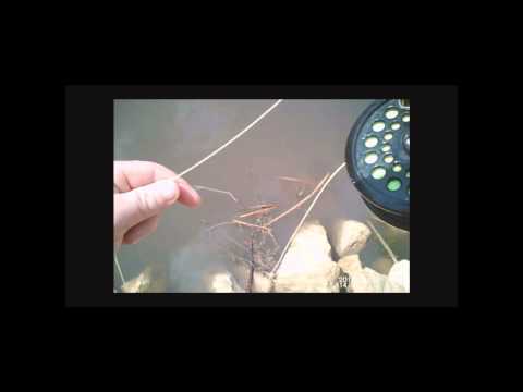 Slough Creek Trout