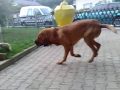 Bloodhound