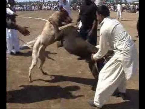 PITBULL VS DOGO ARGENTINO