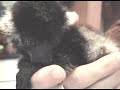 Lemurs Marge and Homer Part 1