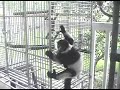 Lemurs Marge and Homer Part 1