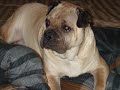 RIP Harley Nov.6 2002 - Oct 18th 2007