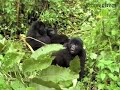 Augustin talks about the Kabirizi gorilla family