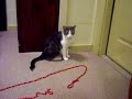 Christmas Cats