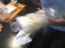 Biggest Ping Pong Ball Smoke Bomb Ever Created Biggest Ping Pong Ball Smoke Bomb Ever Created