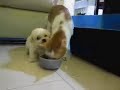 Perro y gato se quieren
