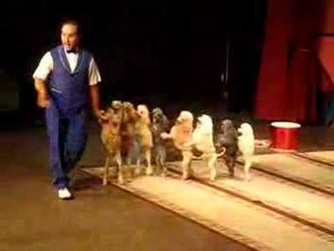 Perros bailando la conga