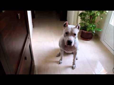 dogo argentino