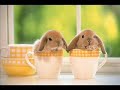 ANIMALES GRACIOSOS Y TIERNOS II