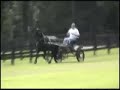 Friesian mare in harness Dahlia ster (Thomas x Tsjerk)