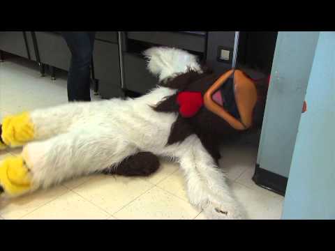 WGN Morning News The Rooster Spots- Ana Belaval Video