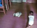 Rabbit Hunt