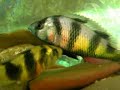 Haplochromis latifasciatus spawning Haplochromis latifasciatus spawning