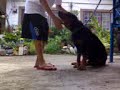 rott ni vin