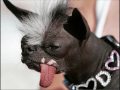 HUMOR ANIMAL * CONSERVACIONISTAS AMBIENTALES VOLUNTARIOS DE AMÉRICA