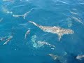tiburon de arrecife