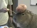 Caplin Rous Meets Kapibara-san