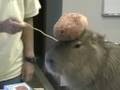 Caplin Rous Meets Kapibara-san