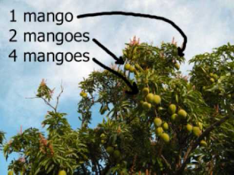 Learn English Lesson Study 93 - Mango (free language)