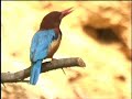 kingfisher - nesting