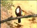 kingfisher - nesting