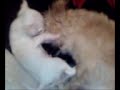 chiquis and coco