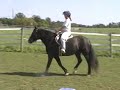 Rescue horse Percheron cross Available to Adopt Rescue horse Percheron cross Available to Adopt