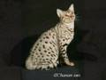 videos de Demonstar&Leopardstar[Chowder]~You've Got A Friend In Me