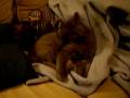 videos de Mon Pistache