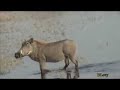 Warthogs