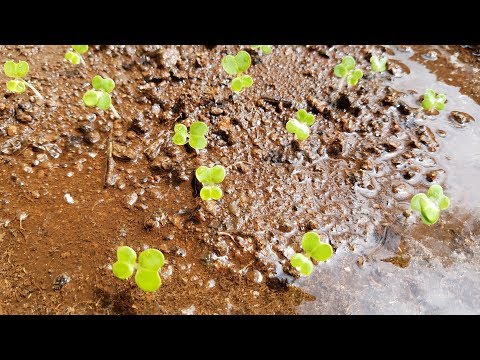video-linktoworks-Growing Bok Choy from Seeds, Days 0-8