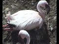 Lesser flamingo parent and chick Lesser flamingo parent and chick