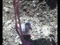 Lesser flamingo parent and chick