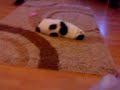 Rocky acting cute.3gpp