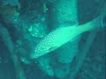 Hinchinbrook Island - Solitaire Wreck Scuba Dive