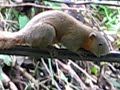 Rat or squirrel?