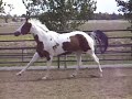 Beautiful Paint Mare, AZ - Under English Saddle